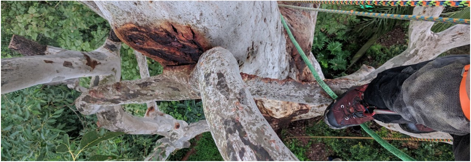 Mike Daws at the top of a tree in the Blue Mountains