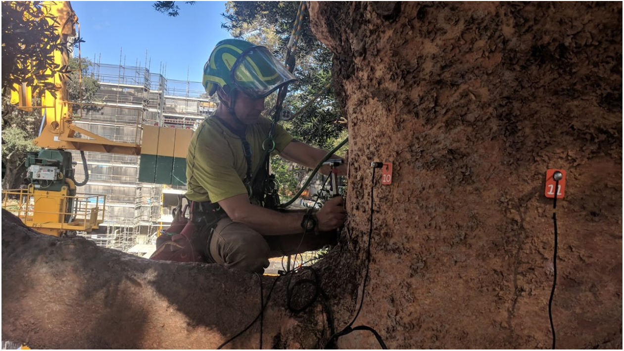 Mike Daws conducting an aerial tree inspection with climbing gear